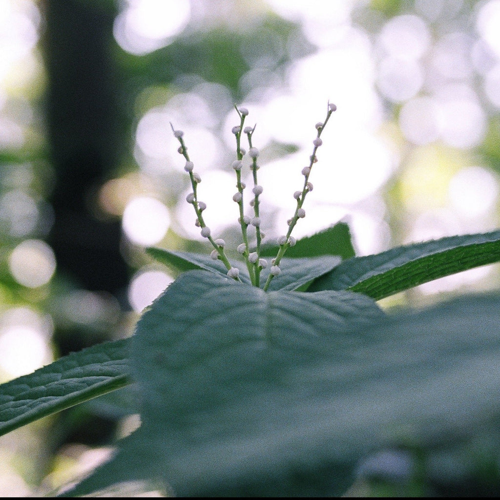 【Brooch】Flower / Spike - YURI MIYATA ONLINE STORE