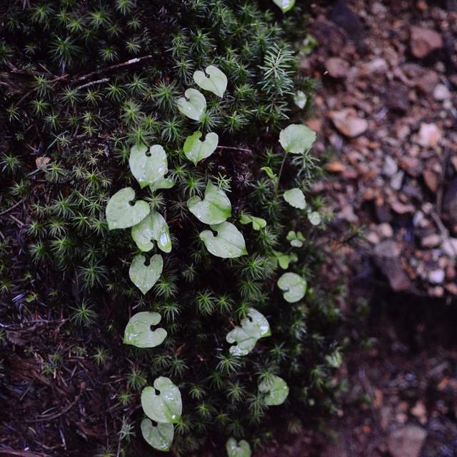 【Stud Earring】Leaf / Parabola (single) - YURI MIYATA ONLINE STORE