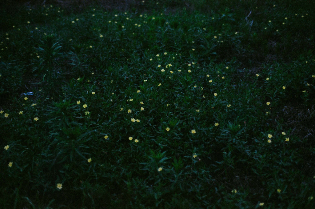 Light in Flower